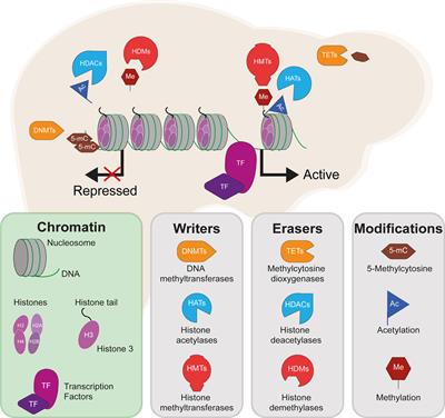 Frontiers | Epigenetics of Hepatic Insulin Resistance